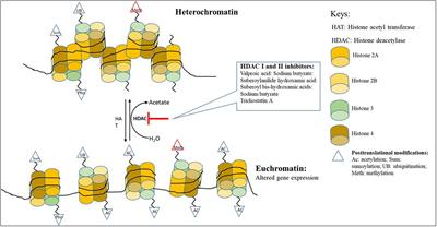 Epigenetic Activation of Silent Biosynthetic Gene Clusters in Endophytic Fungi Using Small Molecular Modifiers